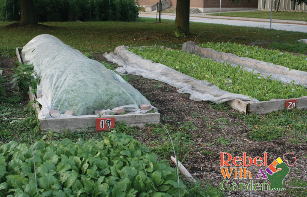 How To Buy And Use Floating Row Covers Rebel with a garden